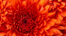 Chrysanthemum.jpg