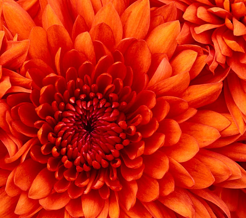 Chrysanthemum.jpg