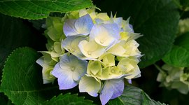 Hydrangeas.jpg