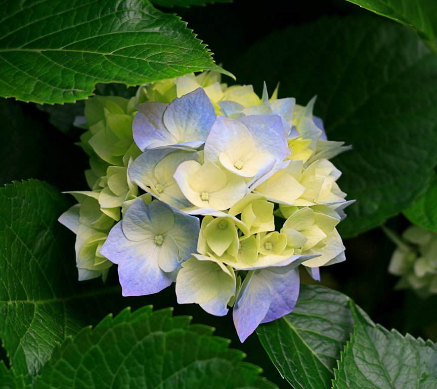 Hydrangeas.jpg