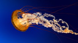 Jellyfish.jpg