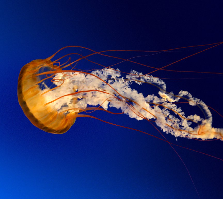 Jellyfish.jpg